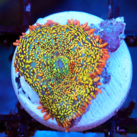 Sunfire Lotus Mushroom