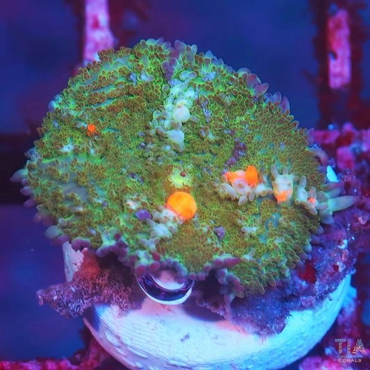 Orange Bounce Mushroom