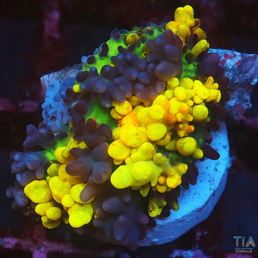 TIA Insane Magic Carpet Mushroom