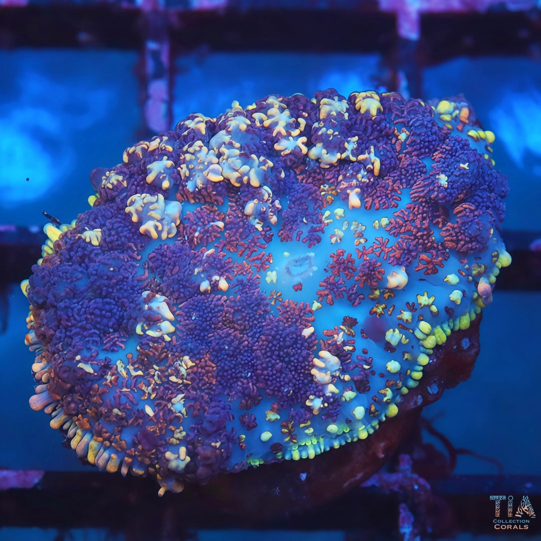 Purple Magic Rhodactis Mushroom