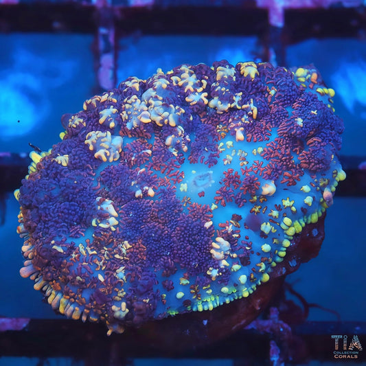 Purple Magic Rhodactis Mushroom