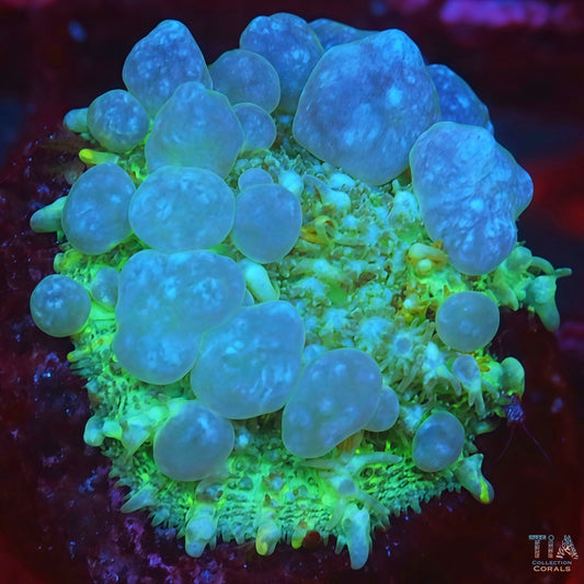 Snow White Bounce Mushroom