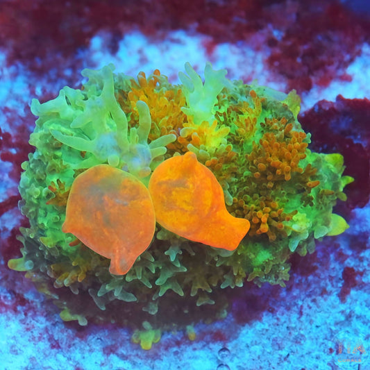 Citrus Bounce Mushroom