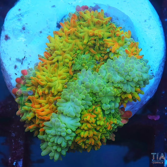 Rainbow Frankenstein Mushroom