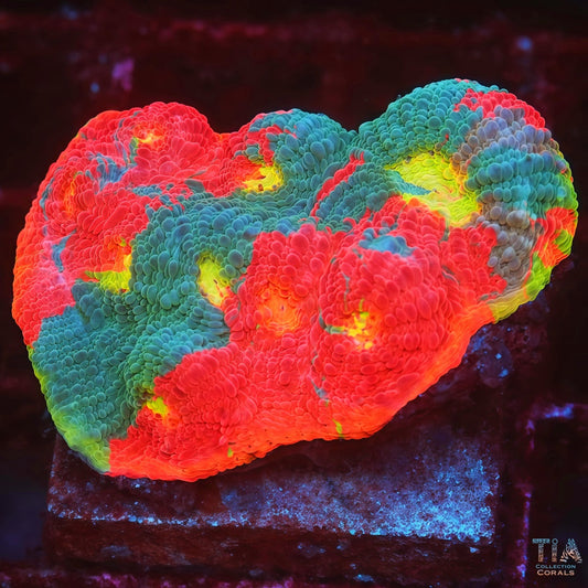 Palette Rainbow Chalice(5 Color)