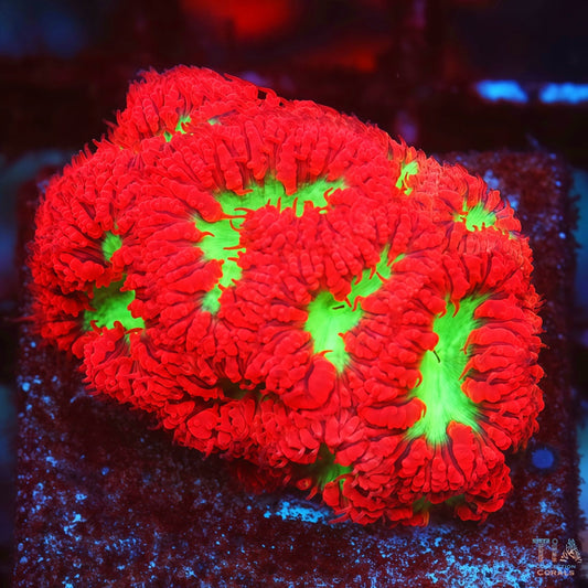 Red Cherry Blasto