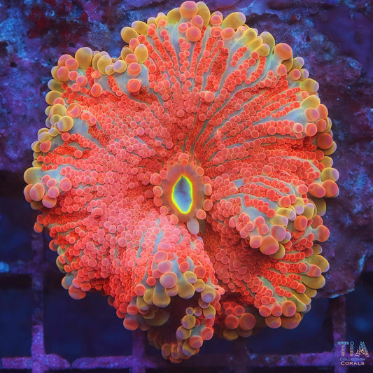 Pink Titan Yuma Mushroom (big)