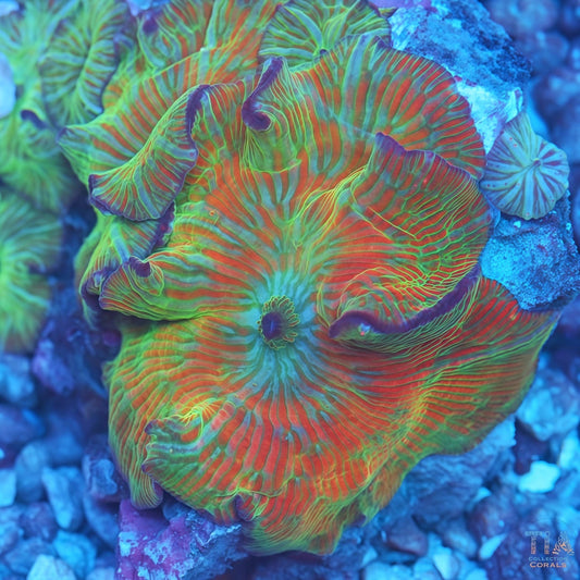 Glow Tide Mushroon Rock