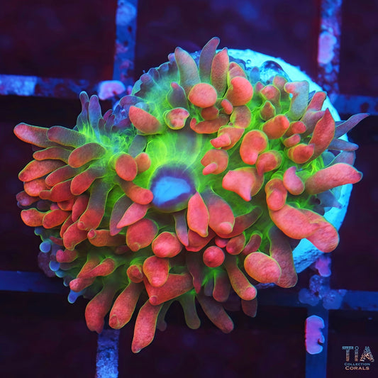 Red St Thomas mushroom