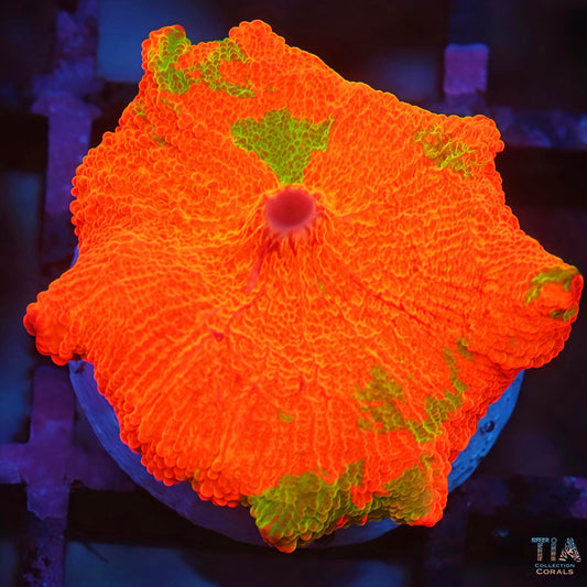 Super Jawbreaker Mushroom 3