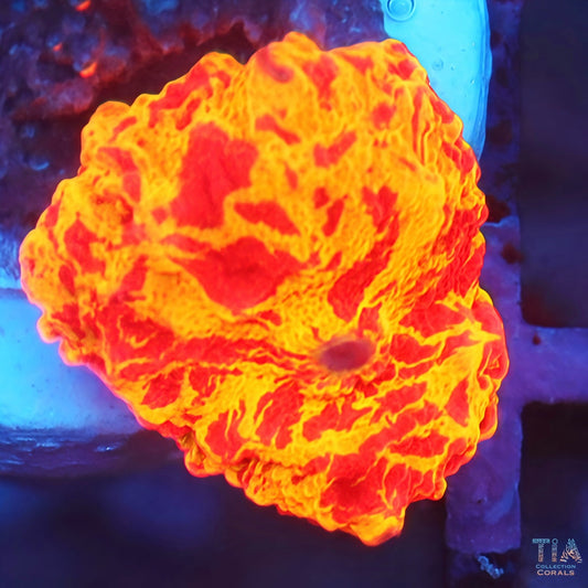 Super Jawbreaker Mushroom 3