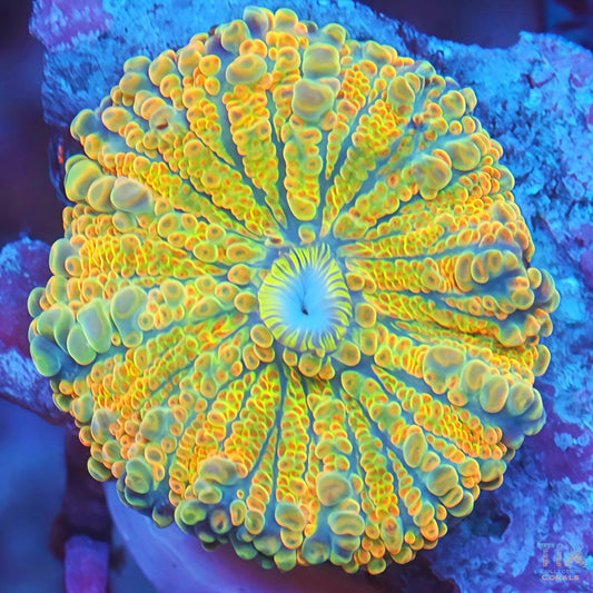 Neon Sun Yuma Mushroom