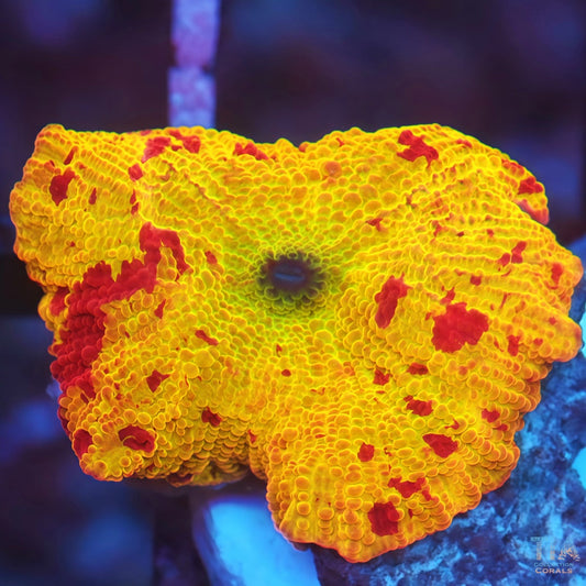 Super Jawbreaker Mushroom 2