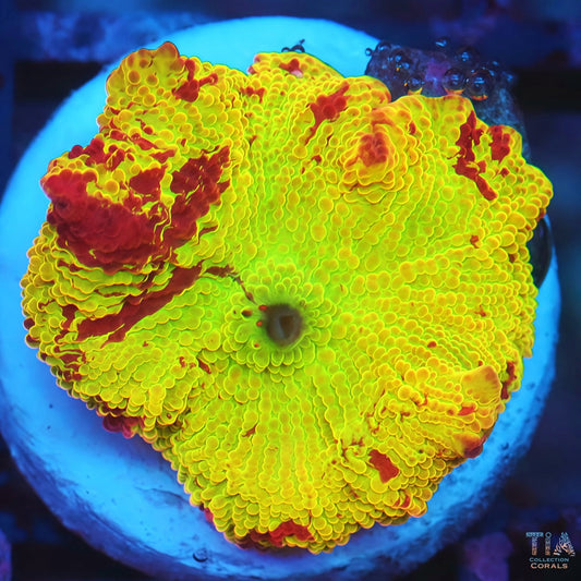 Super Jawbreaker Mushroom 1