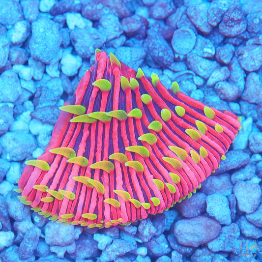 TIA Insane Plate Coral