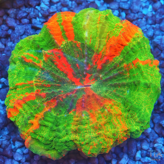 Acanthophyllia Bleeding Apple XL