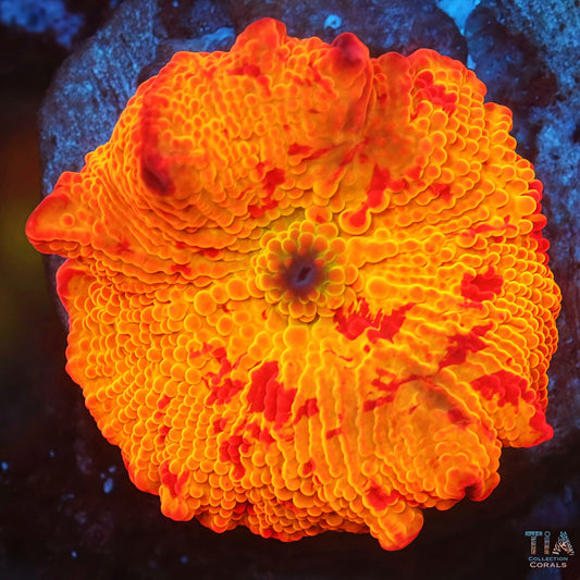 Super Jawbreaker Mushroom 4