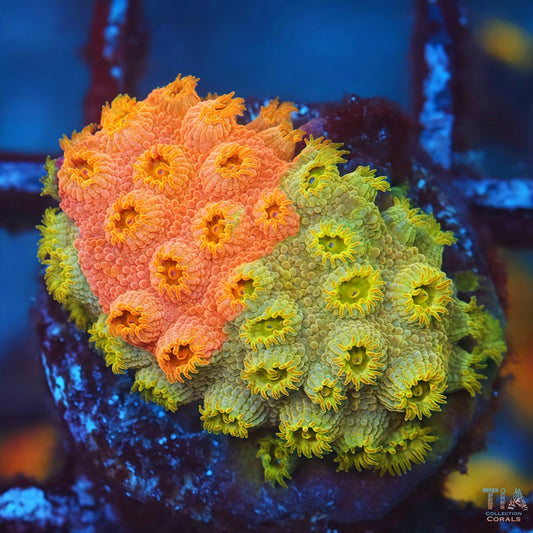 TIA Tropic Blend Cyphastrea