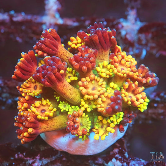 Sunfire Garden Multicolor Goniopora