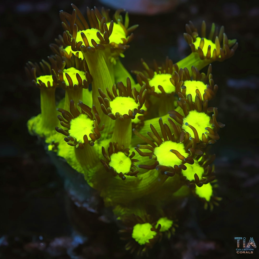 Electric Eye Goniopora