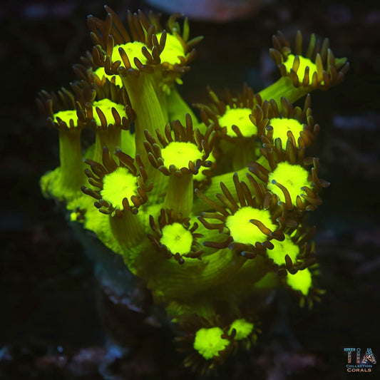 Electric Eye Goniopora