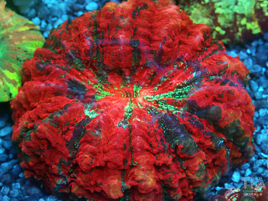 Blood Crown Acanthophyllia