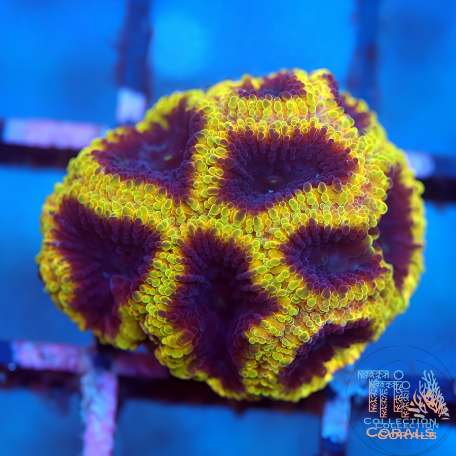 Wolverine Favia, LPS coral