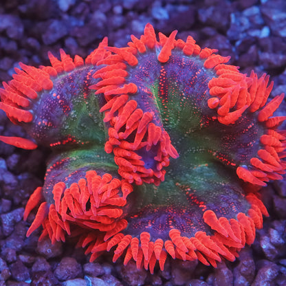 Ultra Rock Flower Anemones
