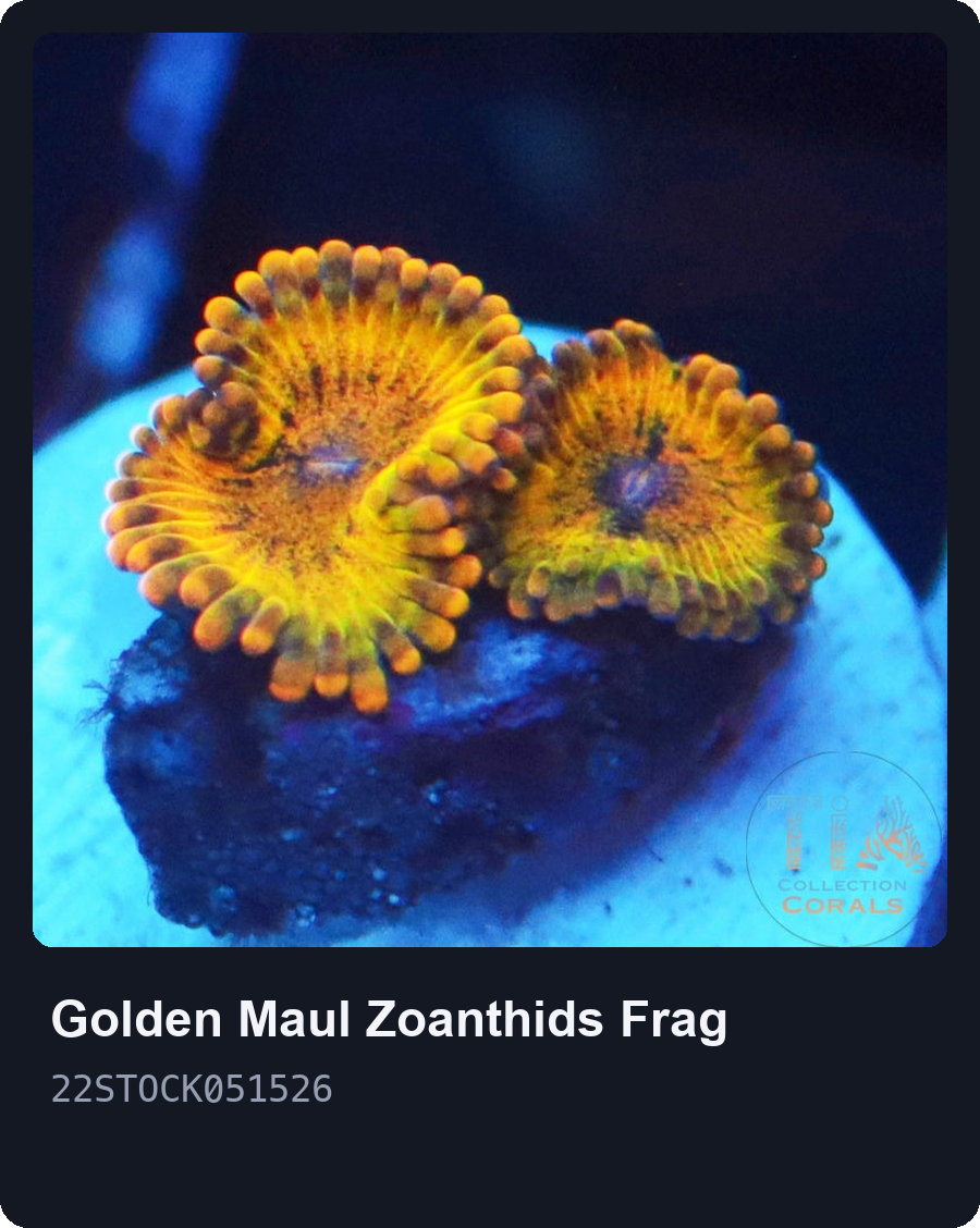 TIA Gold Maul Zoanthids - Live Softies Coral for Sale | TIA Coral