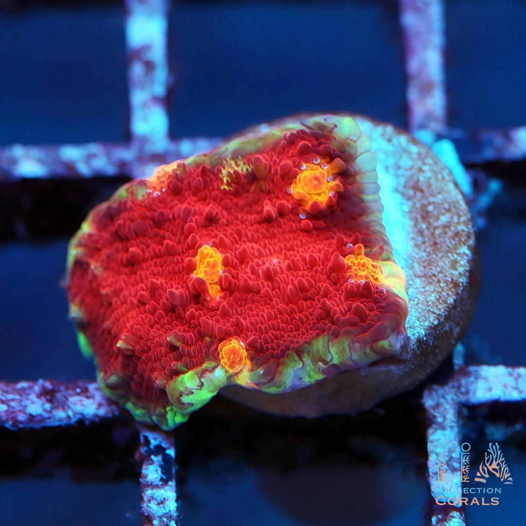 Yellow Eye Red Chalice