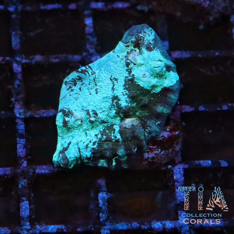 Abyssal Erosion Chalice Frag - Live LPS Coral for Sale | TIA Coral
