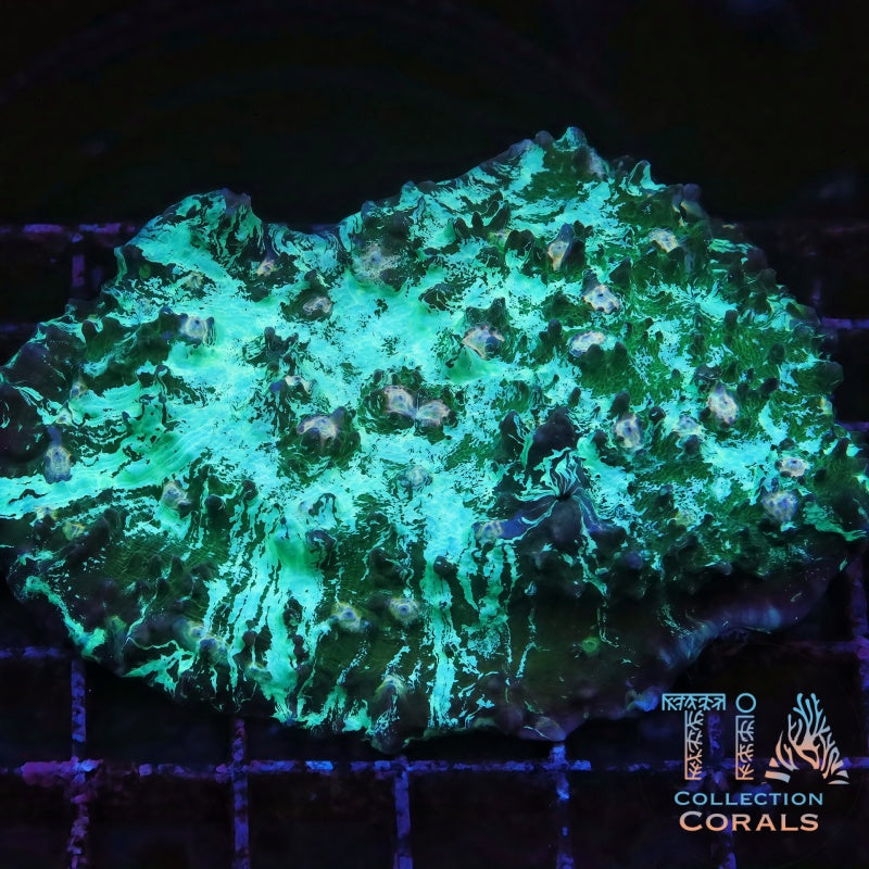 Abyssal Erosion Chalice Colony (cut to order) - Live LPS Coral for Sale | TIA Coral