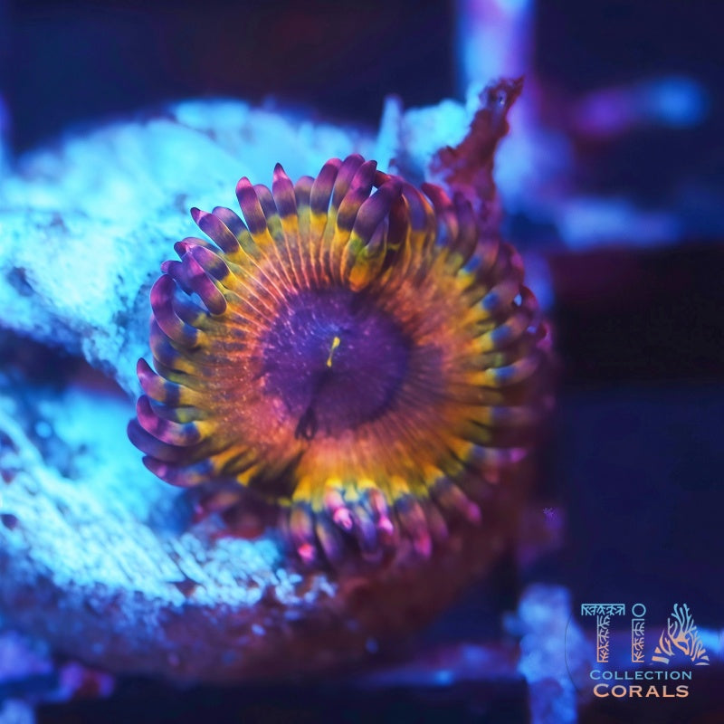 Acid Crown Zoanthids - Live Softies Coral for Sale | TIA Coral