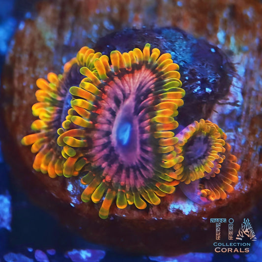 Acid Reflux Zoanthids - Live Softies Coral for Sale | TIA Coral