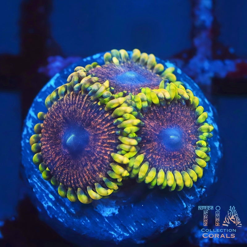 TIA Gemfire Zoanthids Frag, soft coral