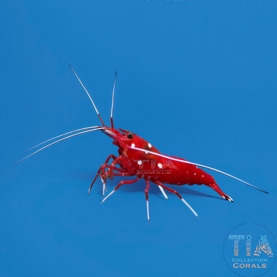 Blood Red Fire Shrimp (fish cleaner), invertebrate