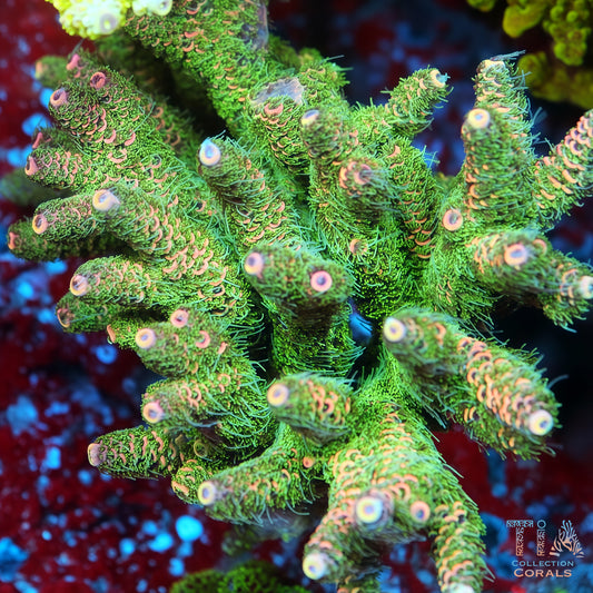 TIA Salix Mille Mille (Buy 1 Get 1 Free!)