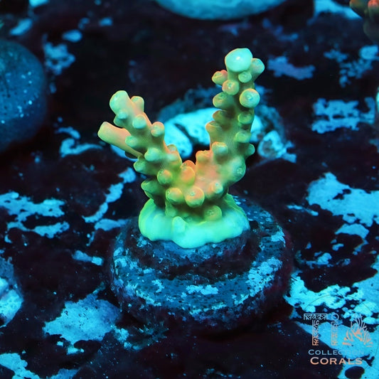 CB Flaming Unicorn Acropora Frag - Live SPS Coral for Sale | TIA Coral