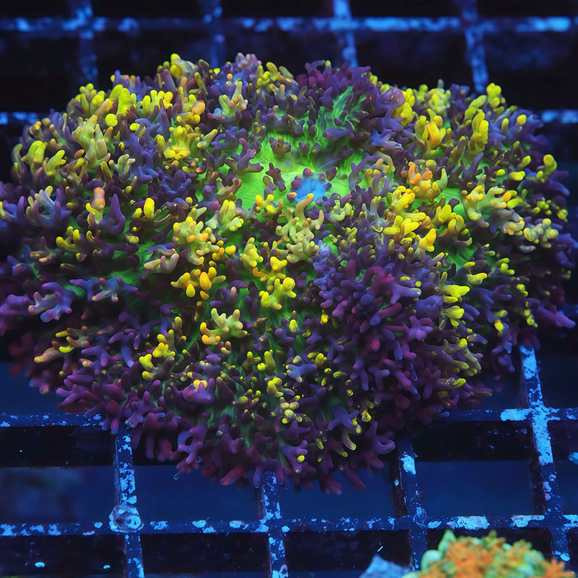 CC Magic Carpet Mushroom - Live Softies Coral for Sale | TIA Coral