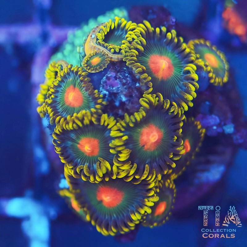 Citrus Zoanthids - Live Softies Coral for Sale | TIA Coral