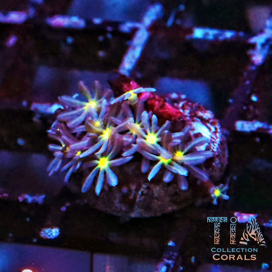 Daisy Polyps Frag - Live Softies Coral for Sale | TIA Coral