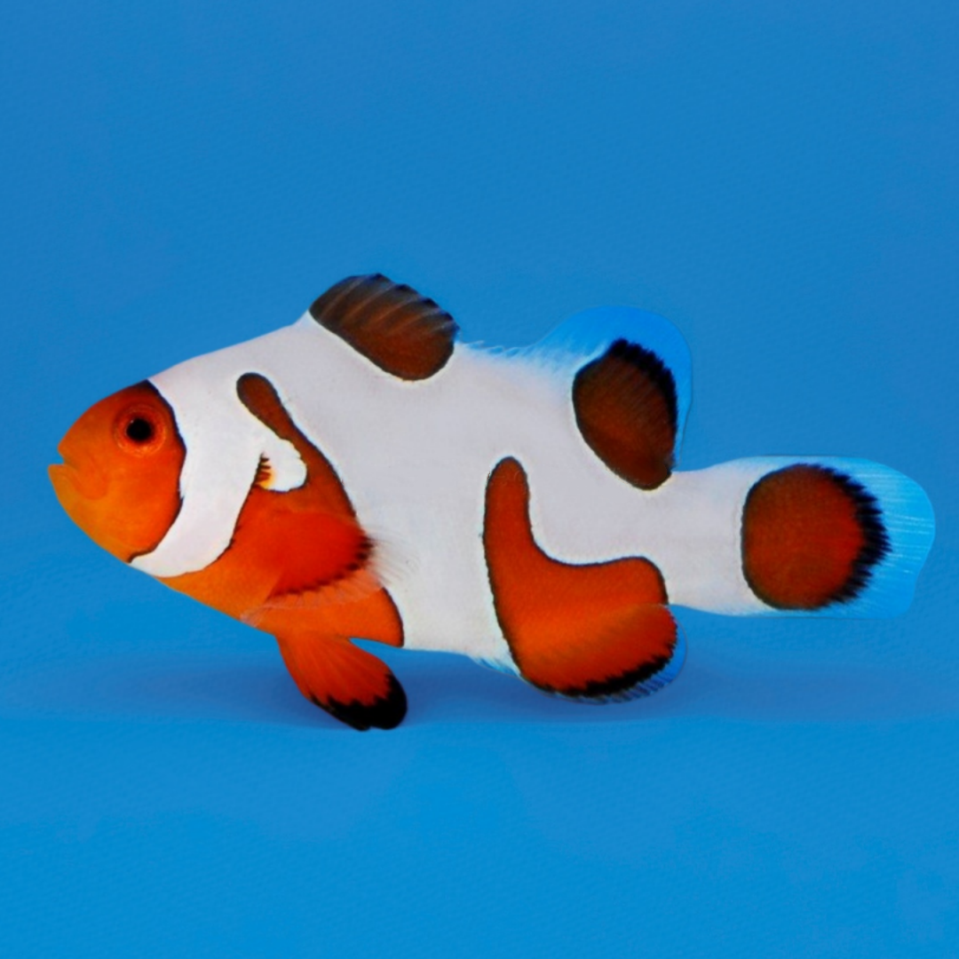 Laberinto del núcleo fundido