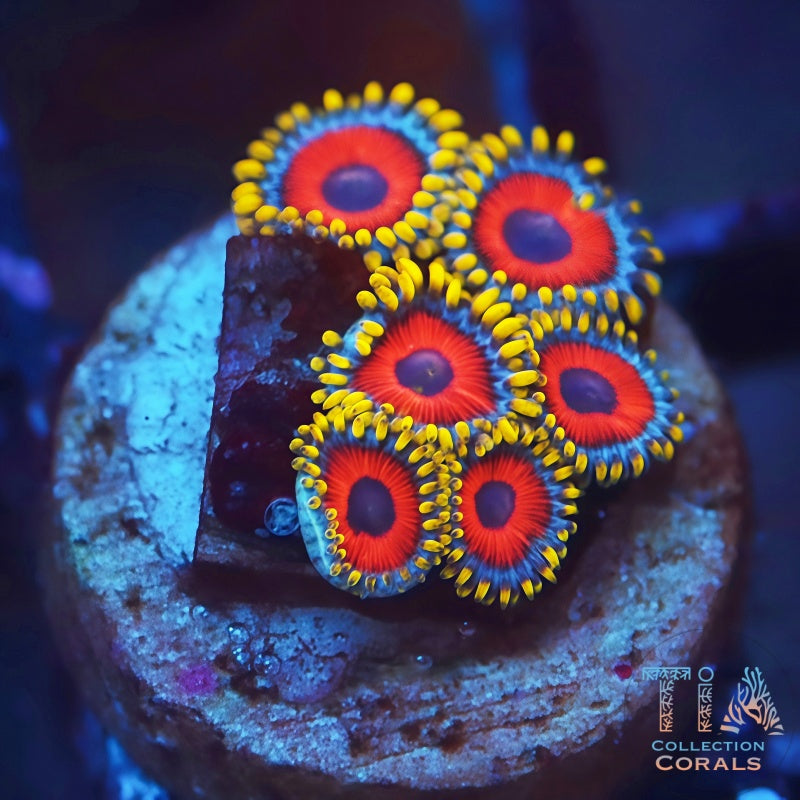 Eagle Eye Zoanthids - Live Softies Coral for Sale | TIA Coral