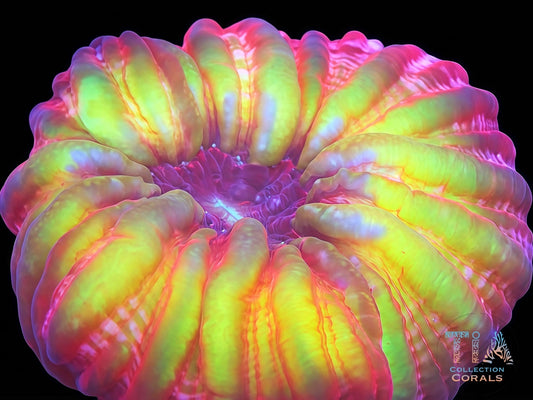 Ultra Rainbow Cynarina