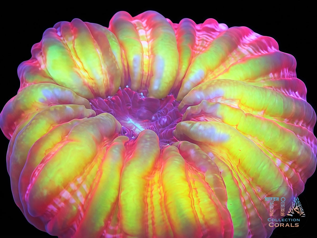 Ultra Rainbow Cynarina