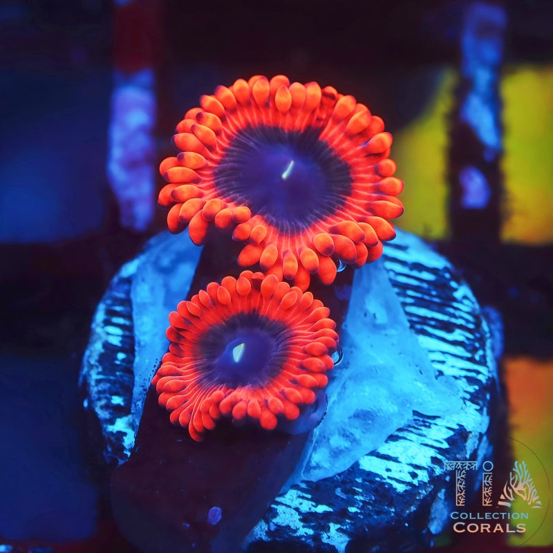 Fire Dot Zoanthids Frag, soft coral