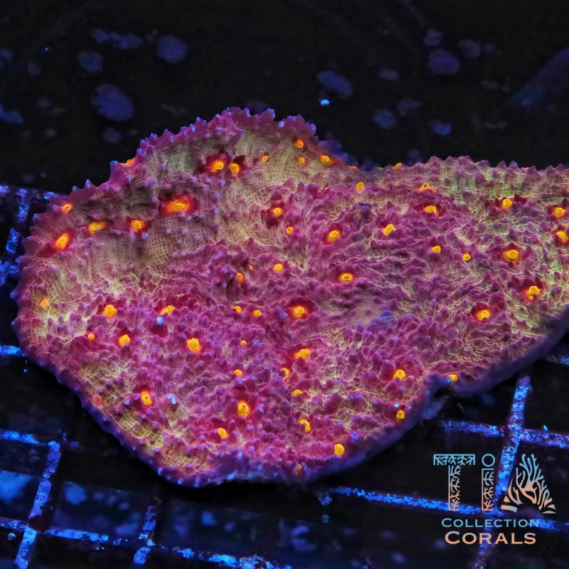Golden Eye Chalice Colony (cut to order) - Live LPS Coral for Sale | TIA Coral