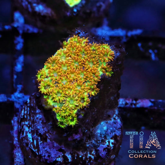 Golden Nugget Short Polyp Goniopora Frag - Live LPS Coral for Sale | TIA Coral
