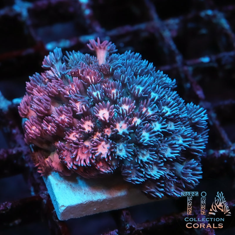 Grafted Goni - Live LPS Coral for Sale | TIA Coral