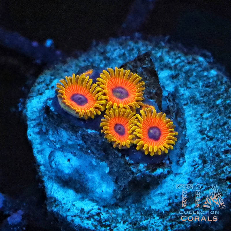Great Owl Zoanthids Frag - Live Softies Coral for Sale | TIA Coral